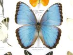 20 wunderschöne echte Schmetterlinge im schwarzen Rahmen als Wandbild - A-20-morpho-07 – Bild 10