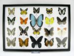 20 wunderschöne echte Schmetterlinge im schwarzen Rahmen als Wandbild - A-20-morpho-08 – Bild 2