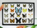 20 wunderschöne echte Schmetterlinge im schwarzen Rahmen als Wandbild - A-20-morpho-08