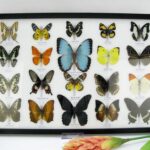 20 wunderschöne echte Schmetterlinge im schwarzen Rahmen als Wandbild - A-20-morpho-08
