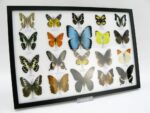 20 wunderschöne echte Schmetterlinge im schwarzen Rahmen als Wandbild - A-20-morpho-08 – Bild 3