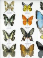 20 wunderschöne echte Schmetterlinge im schwarzen Rahmen als Wandbild - A-20-morpho-08 – Bild 6