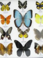 20 wunderschöne echte Schmetterlinge im schwarzen Rahmen als Wandbild - A-20-morpho-08 – Bild 7