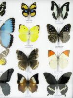 20 wunderschöne echte Schmetterlinge im schwarzen Rahmen als Wandbild - A-20-morpho-08 – Bild 8