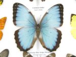 20 wunderschöne echte Schmetterlinge im schwarzen Rahmen als Wandbild - A-20-morpho-08 – Bild 9