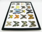 20 wunderschöne echte Schmetterlinge im schwarzen Rahmen als Wandbild - A-20-morpho-08 – Bild 12