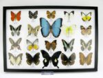 20 wunderschöne echte Schmetterlinge im schwarzen Rahmen als Wandbild - A-20-morpho-09 – Bild 2