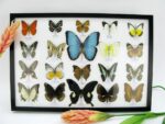 20 wunderschöne echte Schmetterlinge im schwarzen Rahmen als Wandbild - A-20-morpho-09