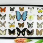 20 wunderschöne echte Schmetterlinge im schwarzen Rahmen als Wandbild - A-20-morpho-09