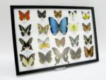 20 wunderschöne echte Schmetterlinge im schwarzen Rahmen als Wandbild - A-20-morpho-09 – Bild 3