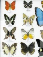 20 wunderschöne echte Schmetterlinge im schwarzen Rahmen als Wandbild - A-20-morpho-09 – Bild 6