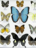 20 wunderschöne echte Schmetterlinge im schwarzen Rahmen als Wandbild - A-20-morpho-09 – Bild 7
