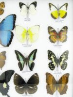20 wunderschöne echte Schmetterlinge im schwarzen Rahmen als Wandbild - A-20-morpho-09 – Bild 8