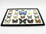 20 wunderschöne echte Schmetterlinge im schwarzen Rahmen als Wandbild - A-20-morpho-09 – Bild 10