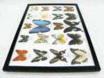 20 wunderschöne echte Schmetterlinge im schwarzen Rahmen als Wandbild - A-20-morpho-09 – Bild 12