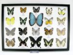 20 wunderschöne echte Schmetterlinge im schwarzen Rahmen als Wandbild - A-20-morpho-10 – Bild 2