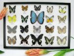 20 wunderschöne echte Schmetterlinge im schwarzen Rahmen als Wandbild - A-20-morpho-10