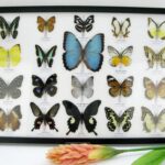 20 wunderschöne echte Schmetterlinge im schwarzen Rahmen als Wandbild - A-20-morpho-10