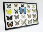 20 wunderschöne echte Schmetterlinge im schwarzen Rahmen als Wandbild - A-20-morpho-10 – Bild 3