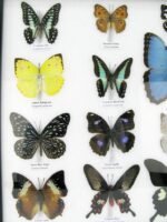 20 wunderschöne echte Schmetterlinge im schwarzen Rahmen als Wandbild - A-20-morpho-10 – Bild 6