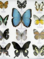 20 wunderschöne echte Schmetterlinge im schwarzen Rahmen als Wandbild - A-20-morpho-10 – Bild 7