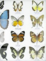 20 wunderschöne echte Schmetterlinge im schwarzen Rahmen als Wandbild - A-20-morpho-10 – Bild 8