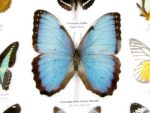 20 wunderschöne echte Schmetterlinge im schwarzen Rahmen als Wandbild - A-20-morpho-10 – Bild 9