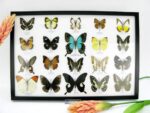 20 wunderschöne echte Schmetterlinge im schwarzen Rahmen als Wandbild - A-20-pericles-01