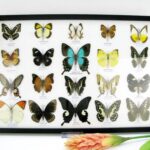 20 wunderschöne echte Schmetterlinge im schwarzen Rahmen als Wandbild - A-20-pericles-01