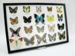 20 wunderschöne echte Schmetterlinge im schwarzen Rahmen als Wandbild - A-20-pericles-01 – Bild 3