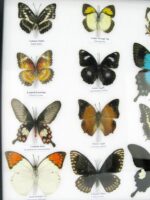 20 wunderschöne echte Schmetterlinge im schwarzen Rahmen als Wandbild - A-20-pericles-01 – Bild 6