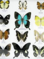 20 wunderschöne echte Schmetterlinge im schwarzen Rahmen als Wandbild - A-20-pericles-01 – Bild 7