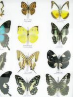 20 wunderschöne echte Schmetterlinge im schwarzen Rahmen als Wandbild - A-20-pericles-01 – Bild 8