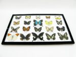 20 wunderschöne echte Schmetterlinge im schwarzen Rahmen als Wandbild - A-20-pericles-01 – Bild 10