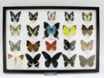 20 wunderschöne echte Schmetterlinge im schwarzen Rahmen als Wandbild - A-20-pericles-02 – Bild 2
