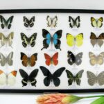 20 wunderschöne echte Schmetterlinge im schwarzen Rahmen als Wandbild - A-20-pericles-02