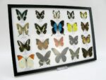 20 wunderschöne echte Schmetterlinge im schwarzen Rahmen als Wandbild - A-20-pericles-02 – Bild 3