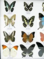 20 wunderschöne echte Schmetterlinge im schwarzen Rahmen als Wandbild - A-20-pericles-02 – Bild 6