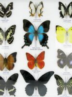 20 wunderschöne echte Schmetterlinge im schwarzen Rahmen als Wandbild - A-20-pericles-02 – Bild 7