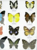 20 wunderschöne echte Schmetterlinge im schwarzen Rahmen als Wandbild - A-20-pericles-02 – Bild 8