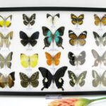 20 wunderschöne echte Schmetterlinge im schwarzen Rahmen als Wandbild - A-20-pericles-03