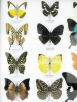 20 wunderschöne echte Schmetterlinge im schwarzen Rahmen als Wandbild - A-20-pericles-03 – Bild 6