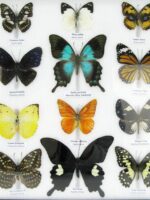 20 wunderschöne echte Schmetterlinge im schwarzen Rahmen als Wandbild - A-20-pericles-03 – Bild 7