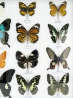 20 wunderschöne echte Schmetterlinge im schwarzen Rahmen als Wandbild - A-20-pericles-03 – Bild 8