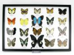 20 wunderschöne echte Schmetterlinge im schwarzen Rahmen als Wandbild - A-20-pericles-04 – Bild 2