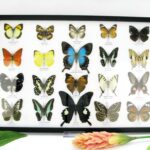 20 wunderschöne echte Schmetterlinge im schwarzen Rahmen als Wandbild - A-20-pericles-04