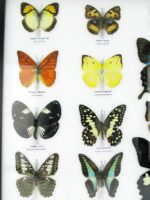 20 wunderschöne echte Schmetterlinge im schwarzen Rahmen als Wandbild - A-20-pericles-04 – Bild 6