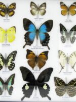 20 wunderschöne echte Schmetterlinge im schwarzen Rahmen als Wandbild - A-20-pericles-04 – Bild 7