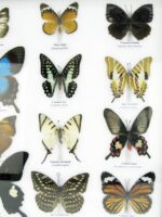 20 wunderschöne echte Schmetterlinge im schwarzen Rahmen als Wandbild - A-20-pericles-04 – Bild 8