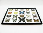 20 wunderschöne echte Schmetterlinge im schwarzen Rahmen als Wandbild - A-20-pericles-04 – Bild 10